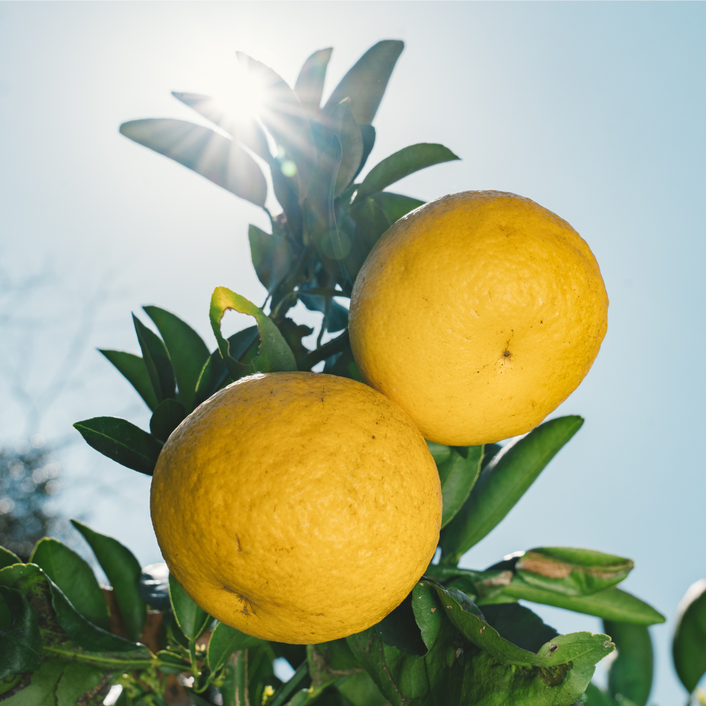 9KOS Candle NEW SUMMER ORANGE from Nichinan, MIYAZAKI