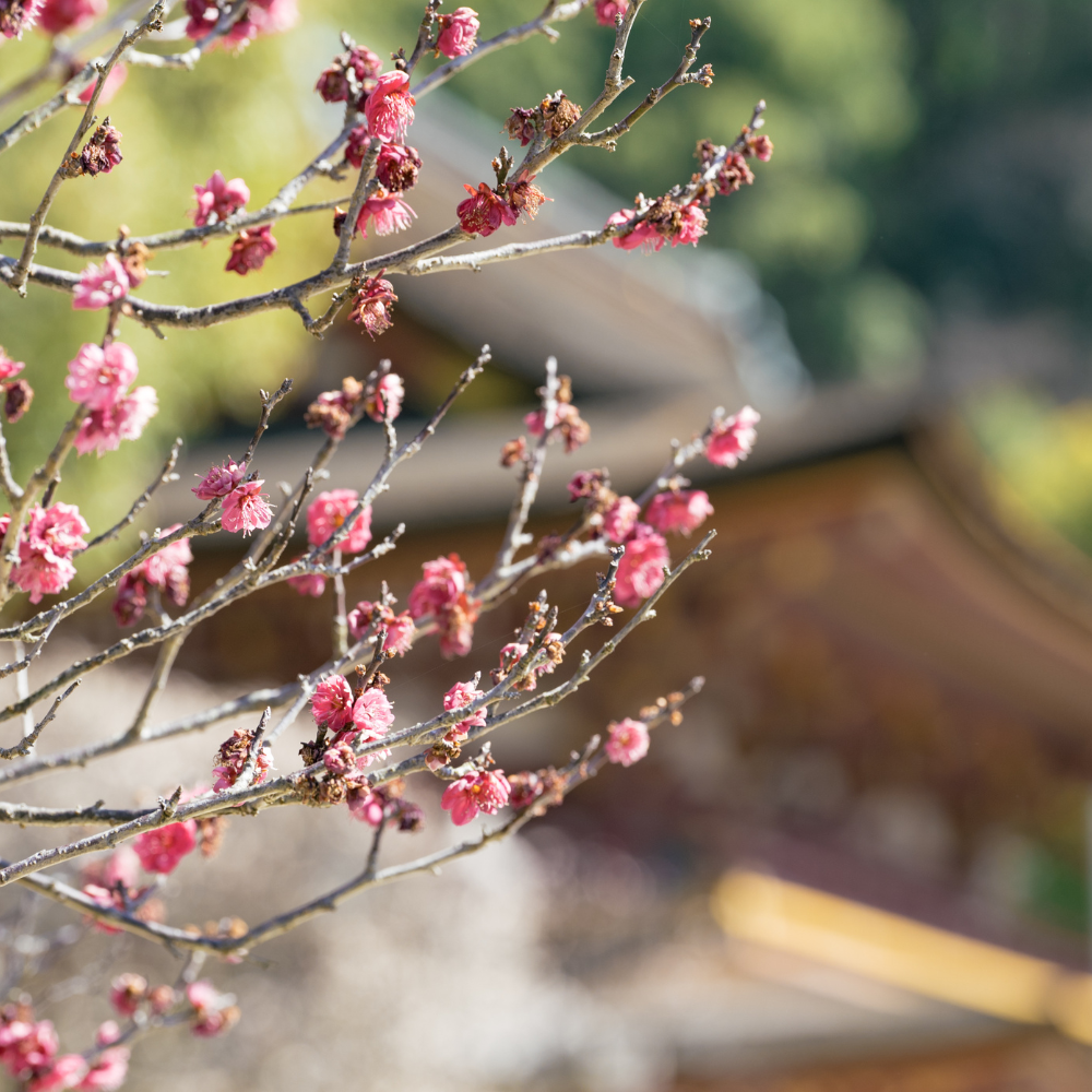 9KOS Candle Ume & Cedarwood from Dazaifu, FUKUOKA